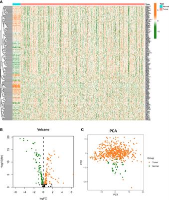 Integrated bioinformatics analysis and experimental validation reveals fatty acid metabolism-related prognostic signature and immune responses for uterine corpus endometrial carcinoma